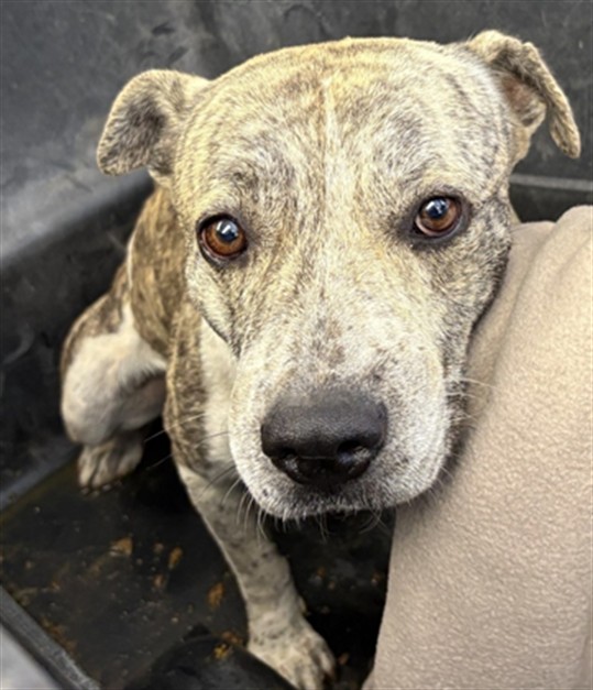 Shelter Stray Male Dog last seen EARLL DR AND EXTENSION RD, 1920 S Lewis, Mesa, AZ 85210, USA