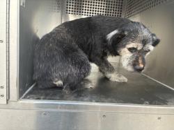 Shelter Stray Female Dog last seen Near BLOCK N MCQUEEN RD, 1920 S Lewis, Mesa, AZ 85210, USA