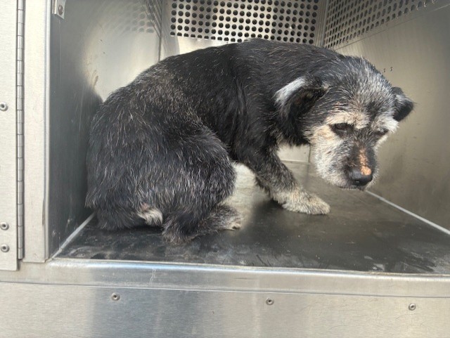 Shelter Stray Female Dog last seen Near BLOCK N MCQUEEN RD, 1920 S Lewis, Mesa, AZ 85210, USA