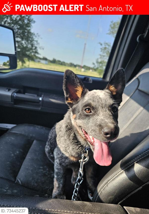 Lost Male Dog last seen Stampede, San Antonio, TX 78227