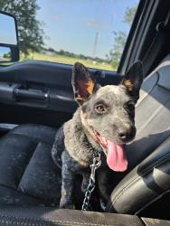 Lost Male Dog last seen Stampede, San Antonio, TX 78227