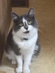 Found/Stray Unknown Cat last seen mohawk street utica ny, Utica, NY 13501