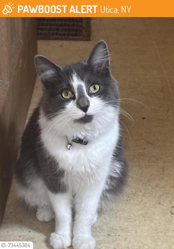 Found/Stray Unknown Cat last seen mohawk street utica ny, Utica, NY 13501