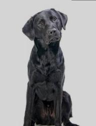 Found/Stray Unknown Dog last seen Hudson Rd & Manning (95), Afton, MN 55001