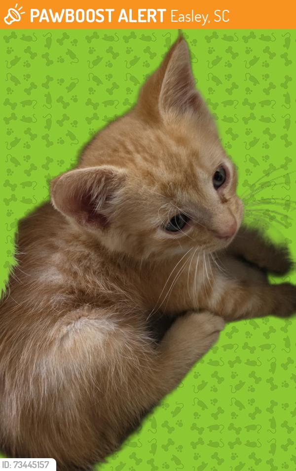Found/Stray Male Cat last seen Highway 123 at Powdersville Road, Easley, SC 29640