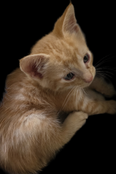 Found/Stray Male Cat last seen Highway 123 at Powdersville Road, Easley, SC 29640