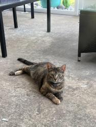 Lost Female Cat last seen Coles farm west, Jacksonville, NC 28546