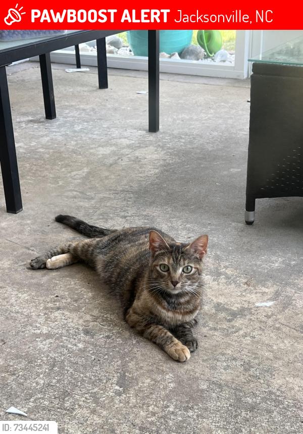 Lost Female Cat last seen Coles farm west, Jacksonville, NC 28546