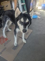 Found/Stray Female Dog last seen Near and San Pedro, Los Angeles, CA 90061