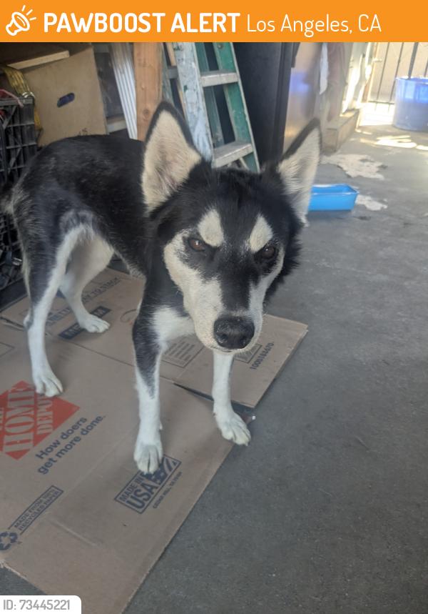 Found/Stray Female Dog last seen Near and San Pedro, Los Angeles, CA 90061