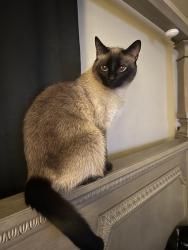 Reunited Female Cat last seen Oakwood Trail, San Antonio, TX 78249