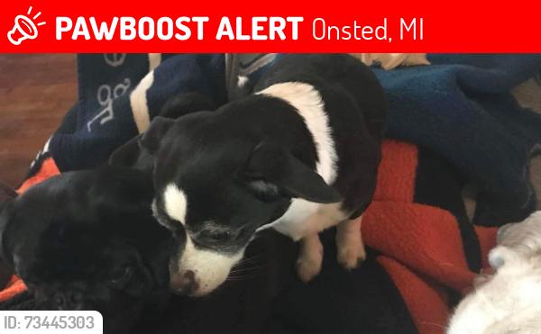 Lost Female Dog last seen M50, Onsted, MI 49265