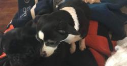 Lost Female Dog last seen M50, Onsted, MI 49265