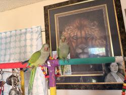 Lost Unknown Bird last seen Westwood St. & Rio Salado Parkway, Mesa, AZ 85201