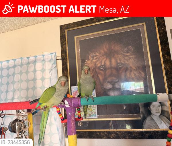 Lost Unknown Bird last seen Westwood St. & Rio Salado Parkway, Mesa, AZ 85201