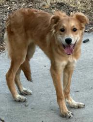 Found/Stray Male Dog last seen Chicon & New York Ave, Austin, TX 78702