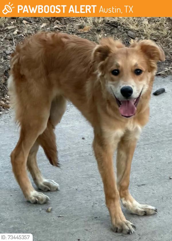 Found/Stray Male Dog last seen Chicon & New York Ave, Austin, TX 78702
