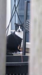 Found/Stray Unknown Cat last seen Behind the building, Baltimore, MD 21224