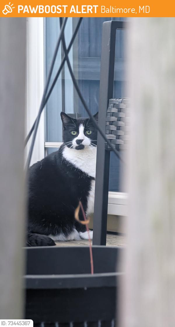 Found/Stray Unknown Cat last seen Behind the building, Baltimore, MD 21224