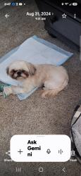 Reunited Female Dog last seen Roeser Rd and 40th Street, Phoenix, AZ 85040
