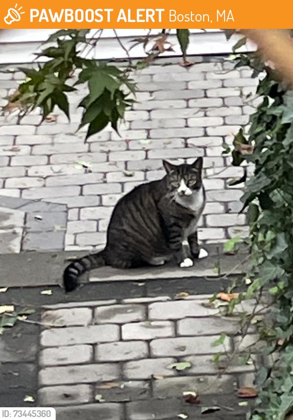 Found/Stray Unknown Cat last seen 23-27 Gerrish Street, Brighton MA 02135, Boston, MA 02135