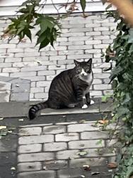 Found/Stray Unknown Cat last seen 23-27 Gerrish Street, Brighton MA 02135, Boston, MA 02135