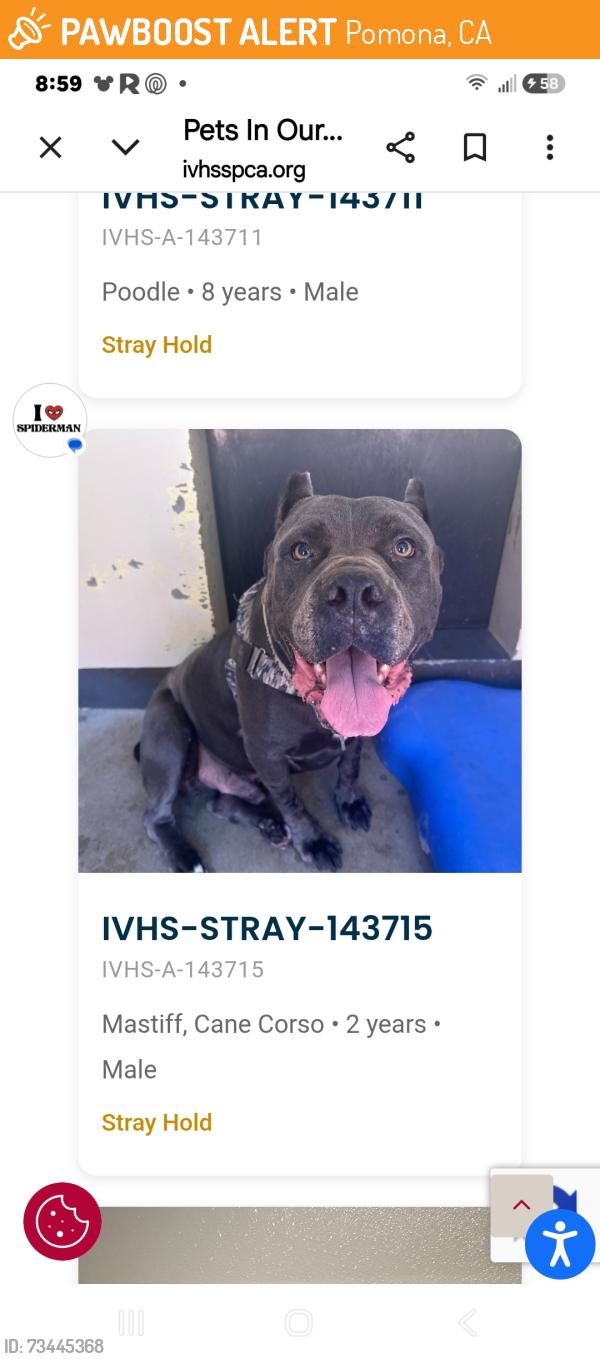 Found/Stray Male Dog last seen Cypress and grand, Pomona, CA 91766
