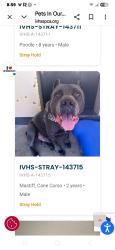 Found/Stray Male Dog last seen Cypress and grand, Pomona, CA 91766