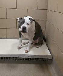 Shelter Stray Male Dog last seen Near Springcrest Dr, 75149, TX, 1650 Gross Rd, Mesquite, TX 75149, USA