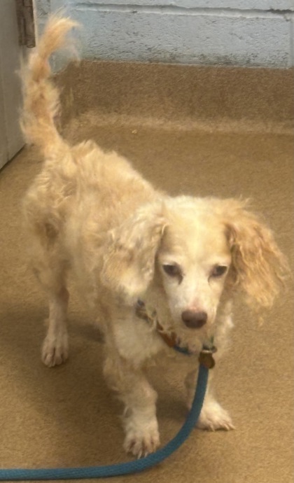 Shelter Stray Male Dog last seen Near CIRCLESTONE LANE, 30088, GA, 3280 Chamblee Dunwoody Rd, Chamblee, GA 30341, USA