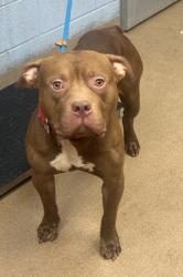 Shelter Stray Male Dog last seen Near Gentrys Walk, Chamblee 30341, 30341, GA, 3280 Chamblee Dunwoody Rd, Chamblee, GA 30341, USA