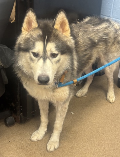 Shelter Stray Male Dog last seen Near COVINGTON HIGHWAY, 30058, GA, 3280 Chamblee Dunwoody Rd, Chamblee, GA 30341, USA