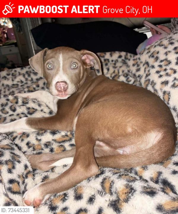 Lost Female Other last seen Turkeyhill Gas Station and Speedway Gas Station on Springtown Rd in Grove City Ohio, Grove City, OH 43123