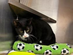 Shelter Stray Male Cat last seen Near Kings Down Rd Dunwoody, GA 30338, 30338, GA, 3280 Chamblee Dunwoody Rd, Chamblee, GA 30341, USA