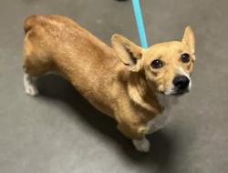 Shelter Stray Female Dog last seen E Herndon Ave & N De Wolf Ave, Clovis Zone Fresno CO 4 93619, CA, 1510 W Dan Ronquillo Dr, Fresno, CA 93706, USA