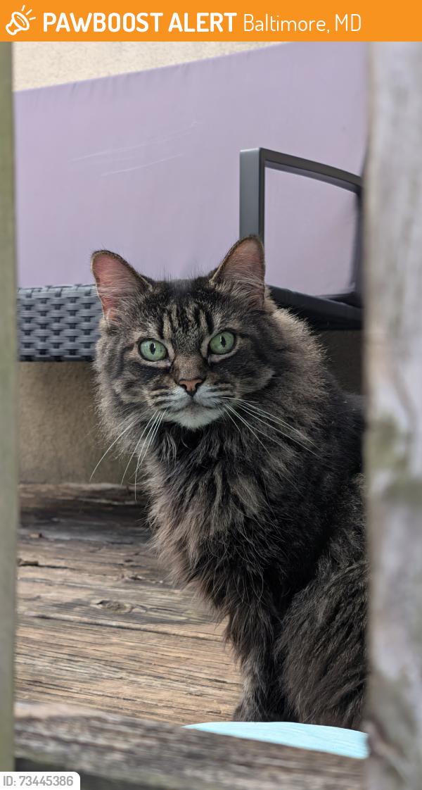 Found/Stray Unknown Cat last seen Behind building, Baltimore, MD 21224