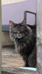 Found/Stray Unknown Cat last seen Behind building, Baltimore, MD 21224