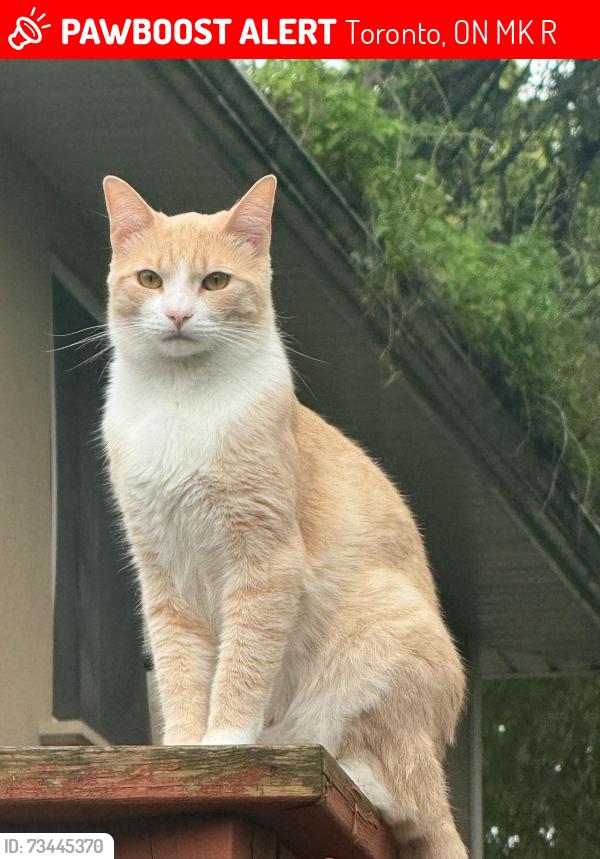 Lost Male Cat last seen Fitzgibbon ave lord Robert, Toronto, ON M1K 2R4