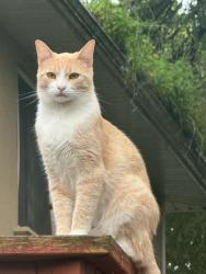 Lost Male Cat last seen Fitzgibbon ave lord Robert, Toronto, ON M1K 2R4