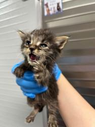 Shelter Stray Male Cat last seen Near 57th ave, Oakland, CA, 1101 29th Ave, Oakland, CA 94601, USA