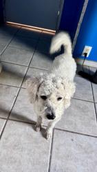 Found/Stray Unknown Dog last seen 16st & carefree, Phoenix, AZ 85086