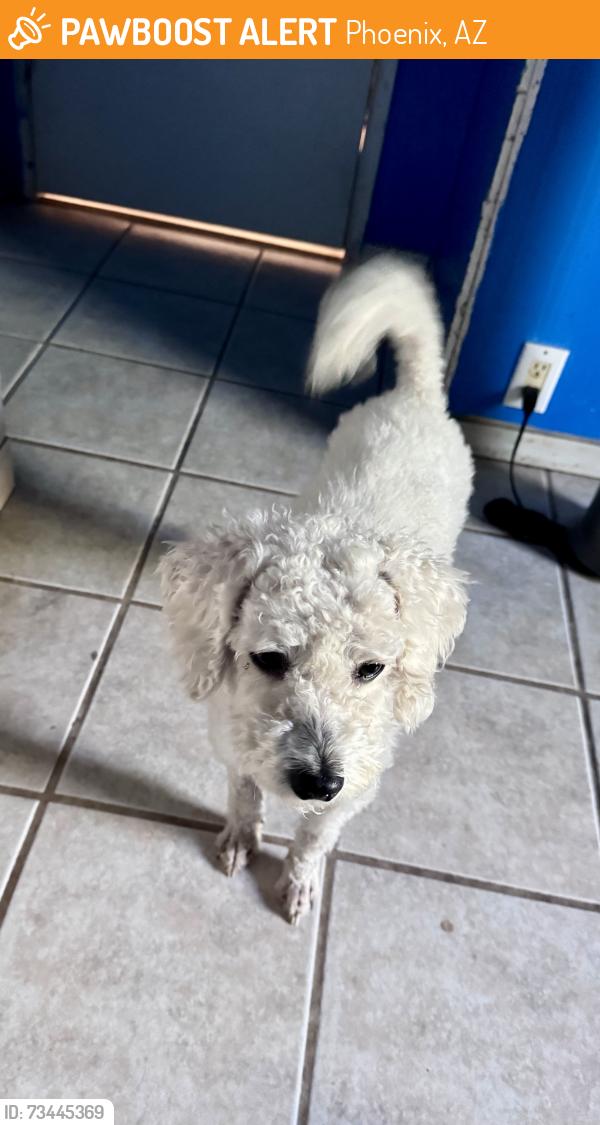 Found/Stray Unknown Dog last seen 16st & carefree, Phoenix, AZ 85086