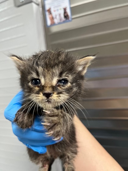 Shelter Stray Male Cat last seen Near 57th ave, Oakland, CA, 1101 29th Ave, Oakland, CA 94601, USA