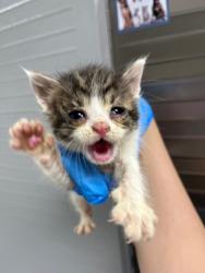 Shelter Stray Female Cat last seen Near 57th ave, Oakland, CA, 1101 29th Ave, Oakland, CA 94601, USA