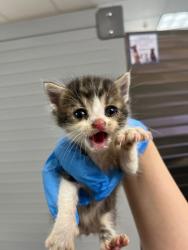 Shelter Stray Male Cat last seen Near 57th ave, Oakland, CA, 1101 29th Ave, Oakland, CA 94601, USA