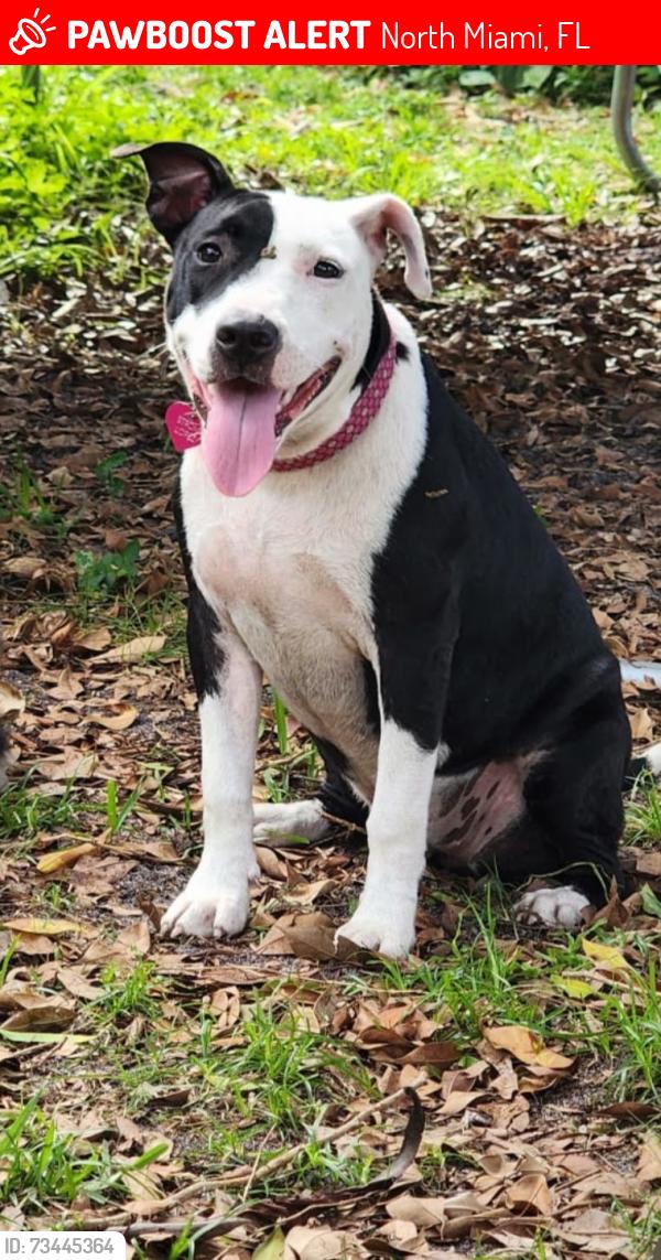Lost Female Dog last seen Northmiami ave 125st, North Miami, FL 33168