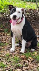 Lost Female Dog last seen Northmiami ave 125st, North Miami, FL 33168