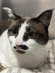 Shelter Stray Female Cat last seen CONROY LN & SMITH LN, Roseville City, CA, 200 Tahoe Ave, Roseville, CA 95678, USA