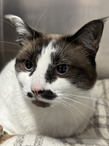 Shelter Stray Female Cat last seen CONROY LN & SMITH LN, Roseville City, CA, 200 Tahoe Ave, Roseville, CA 95678, USA