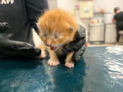 Shelter Stray Male Cat last seen Near S Gaston Street, County/Unicorporated, NC, 1491 Business Park Ct, Gastonia, NC 28052, USA